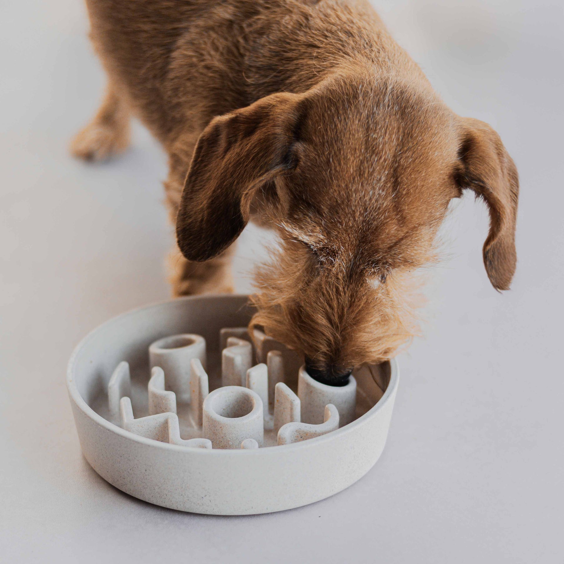 District 70 Slow Feeder