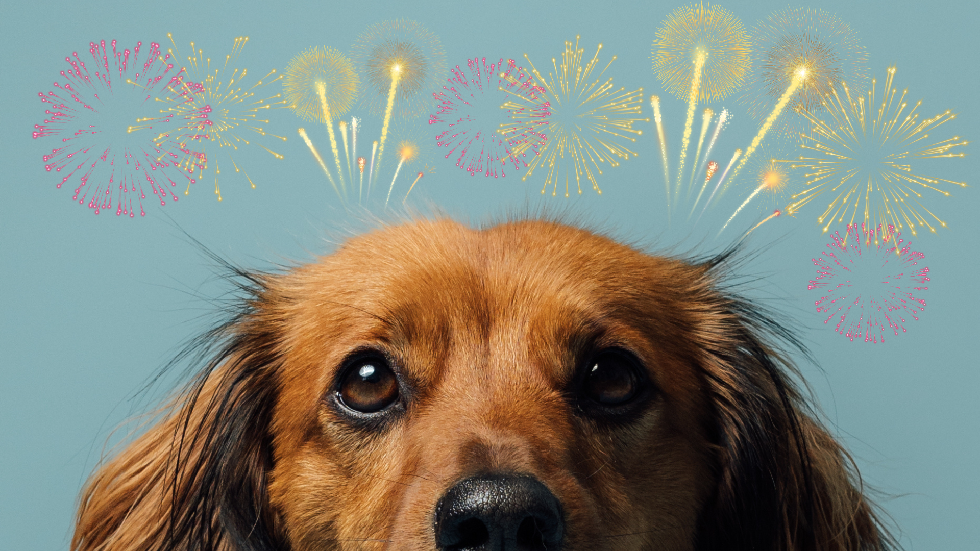 Hjælp din hund trygt gennem nytårsaften med Adaptil