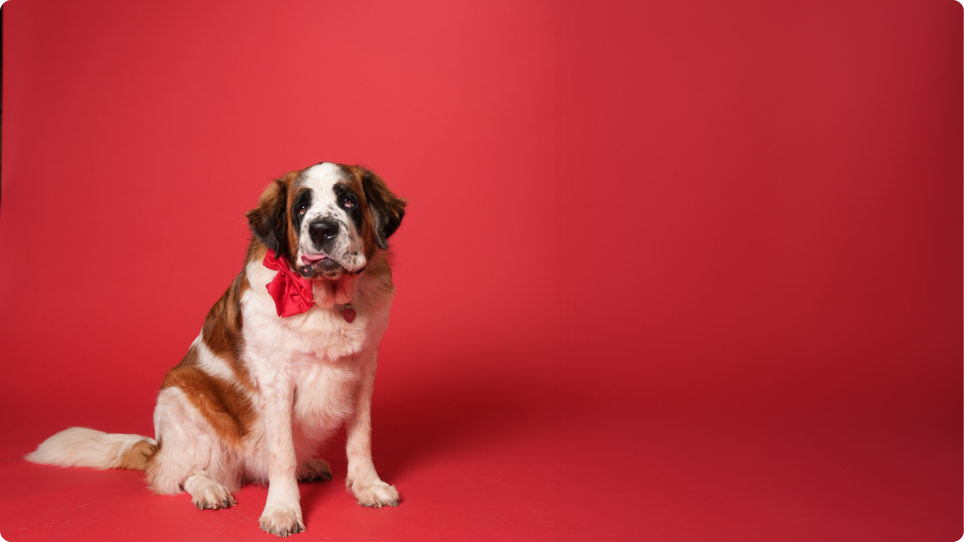 Hvad må min hund få i julen? En kærlig guide