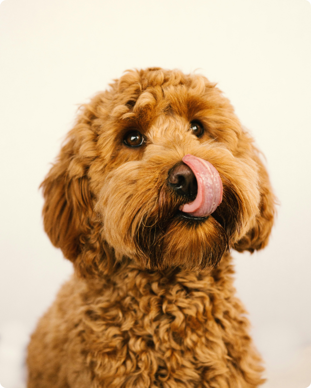 Derfor elsker hunde Lickimats