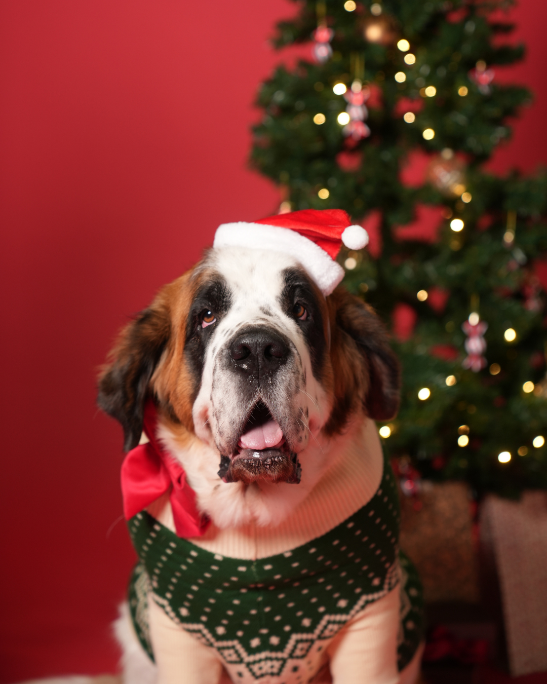 Adventskalender 2025