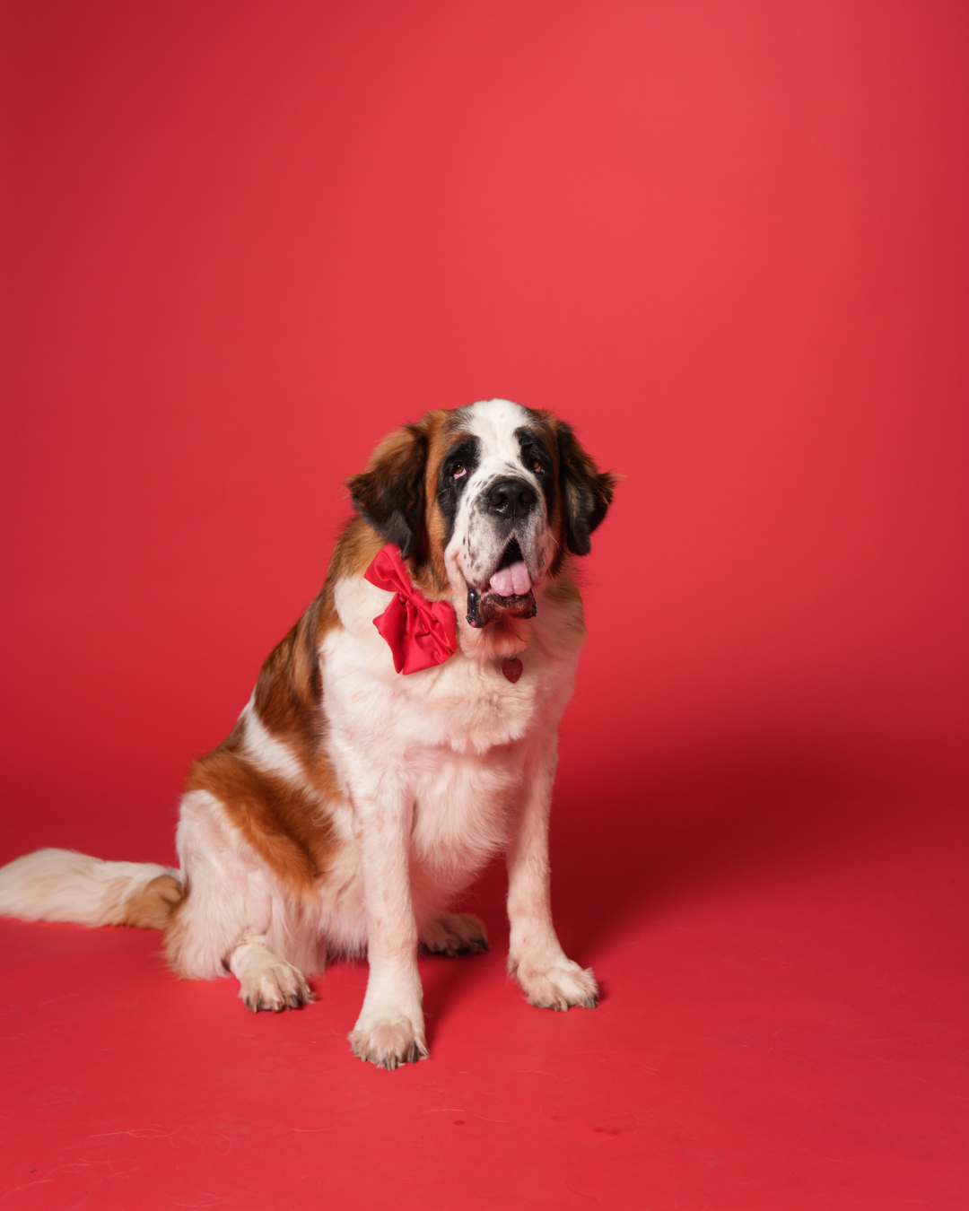 Adventskalender 2025