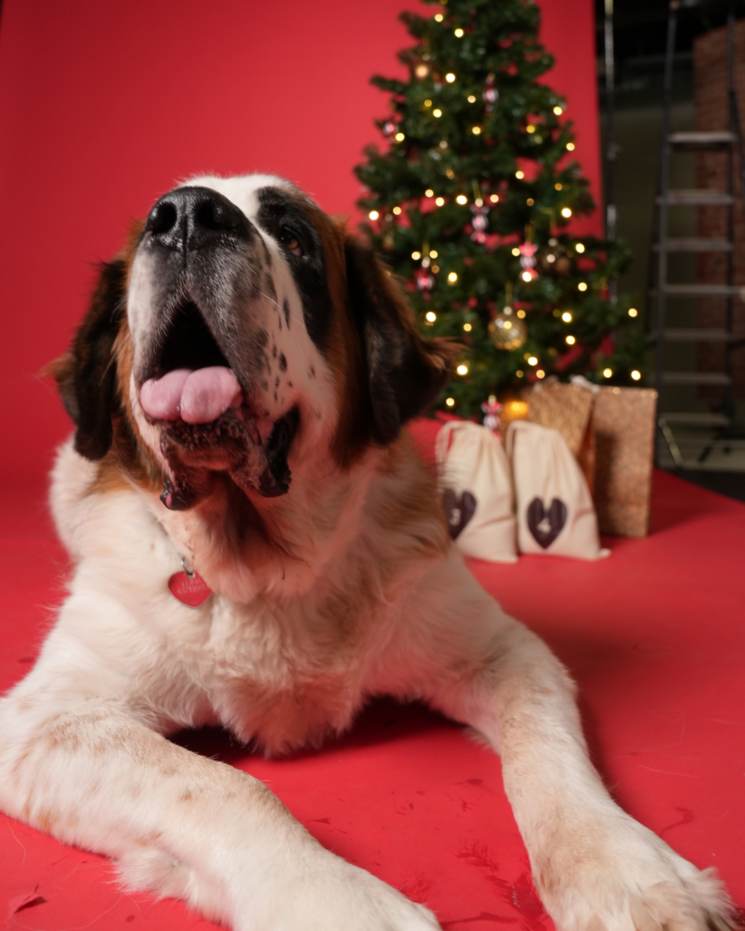 Adventskalender 2025