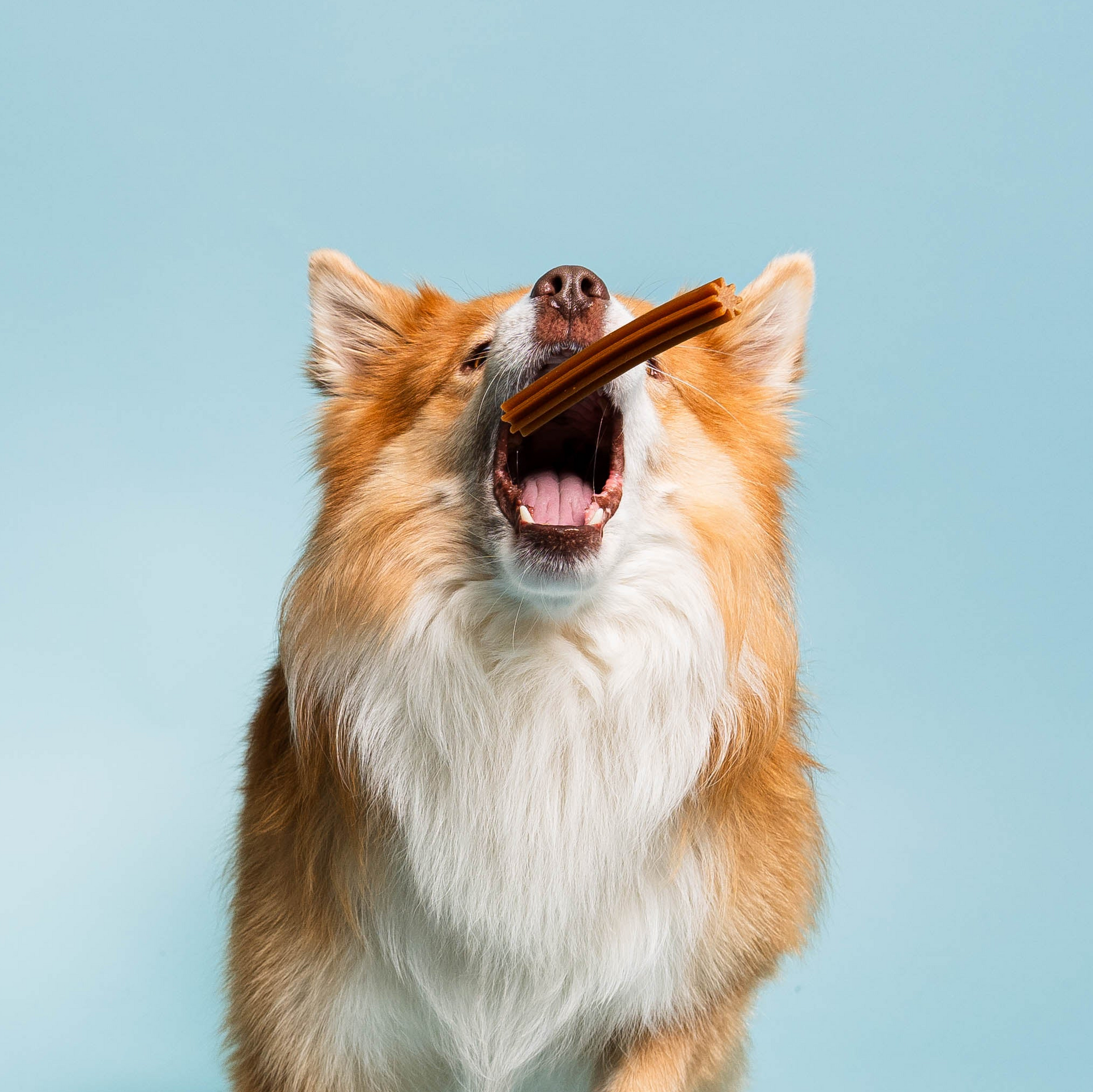 Dental sticks - Vegansk