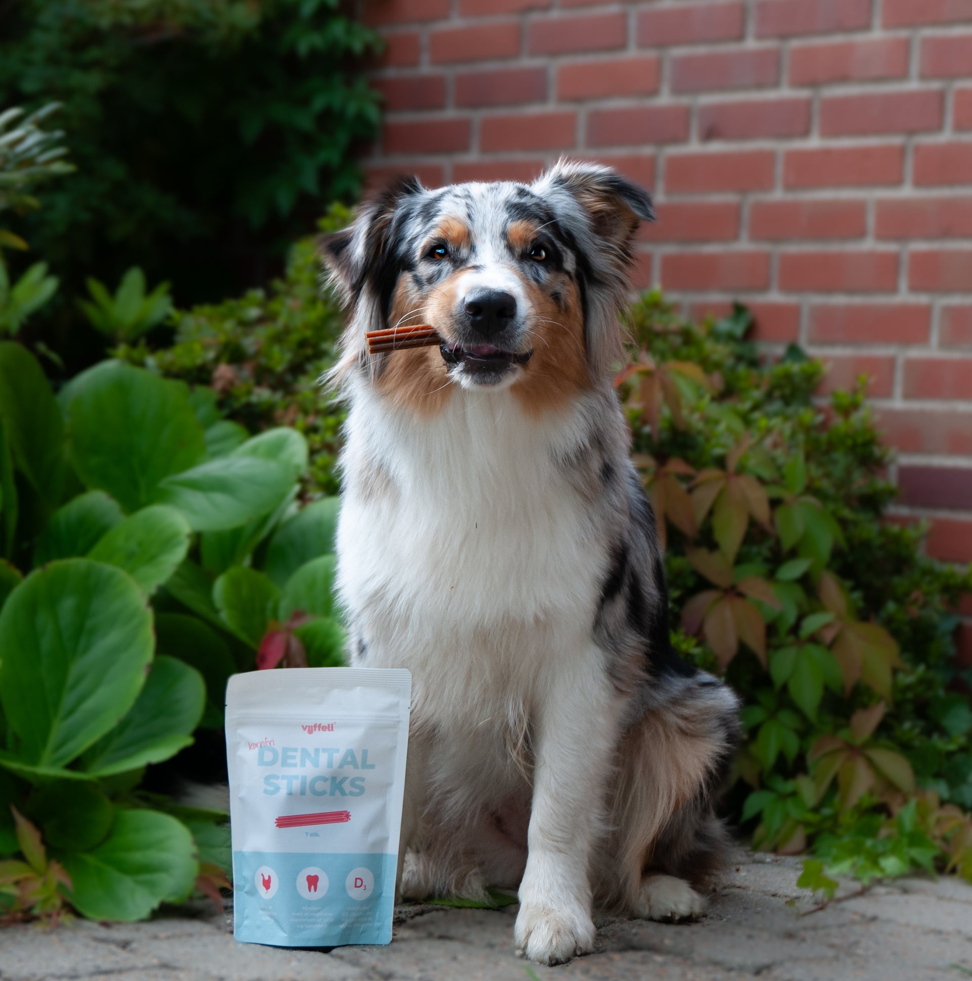 Dental sticks - Kylling