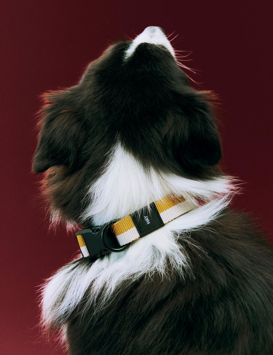 HAY Hundehalsbånd - Okker/Hvid