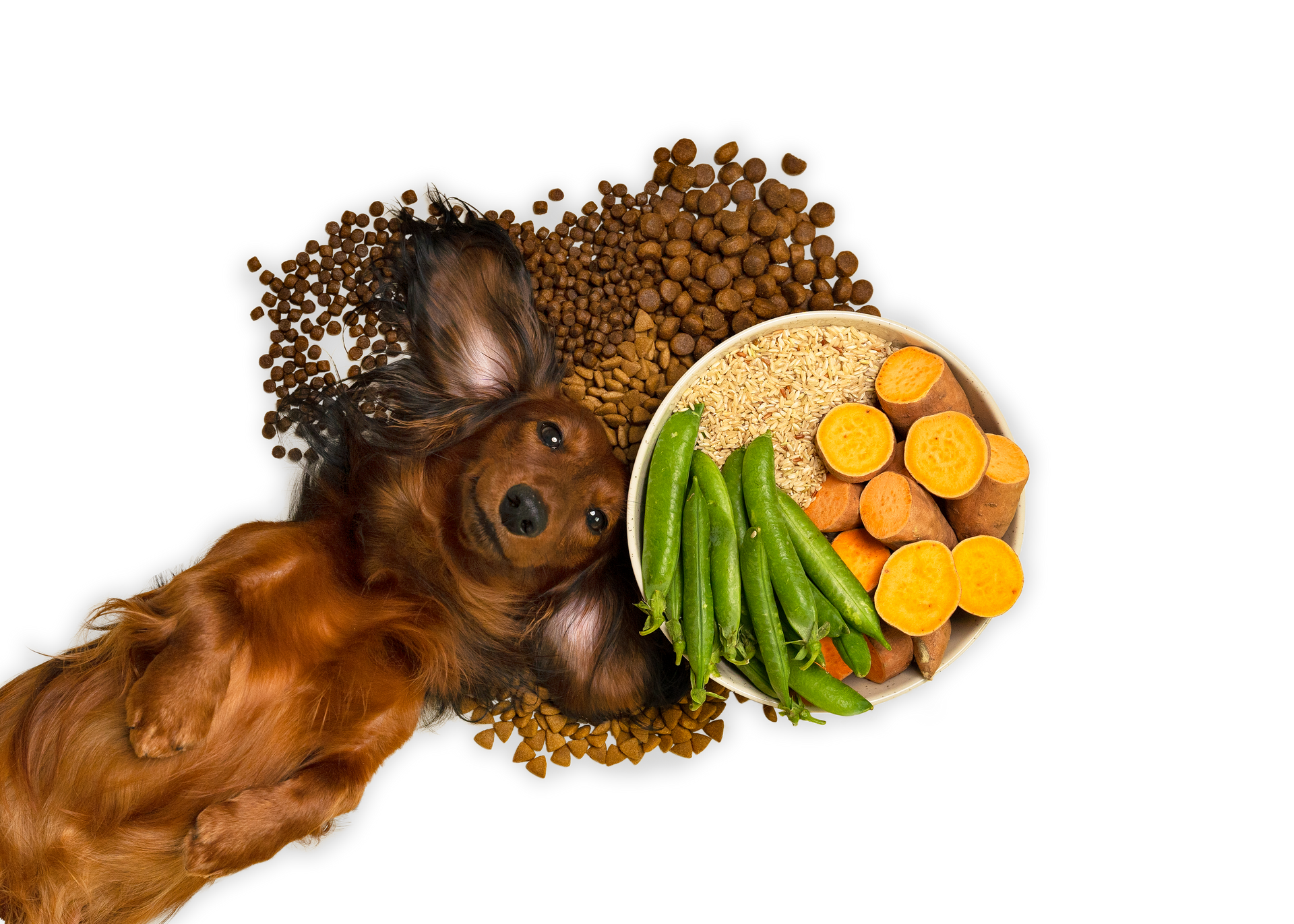 Hund ligger på ryggen cut out.png