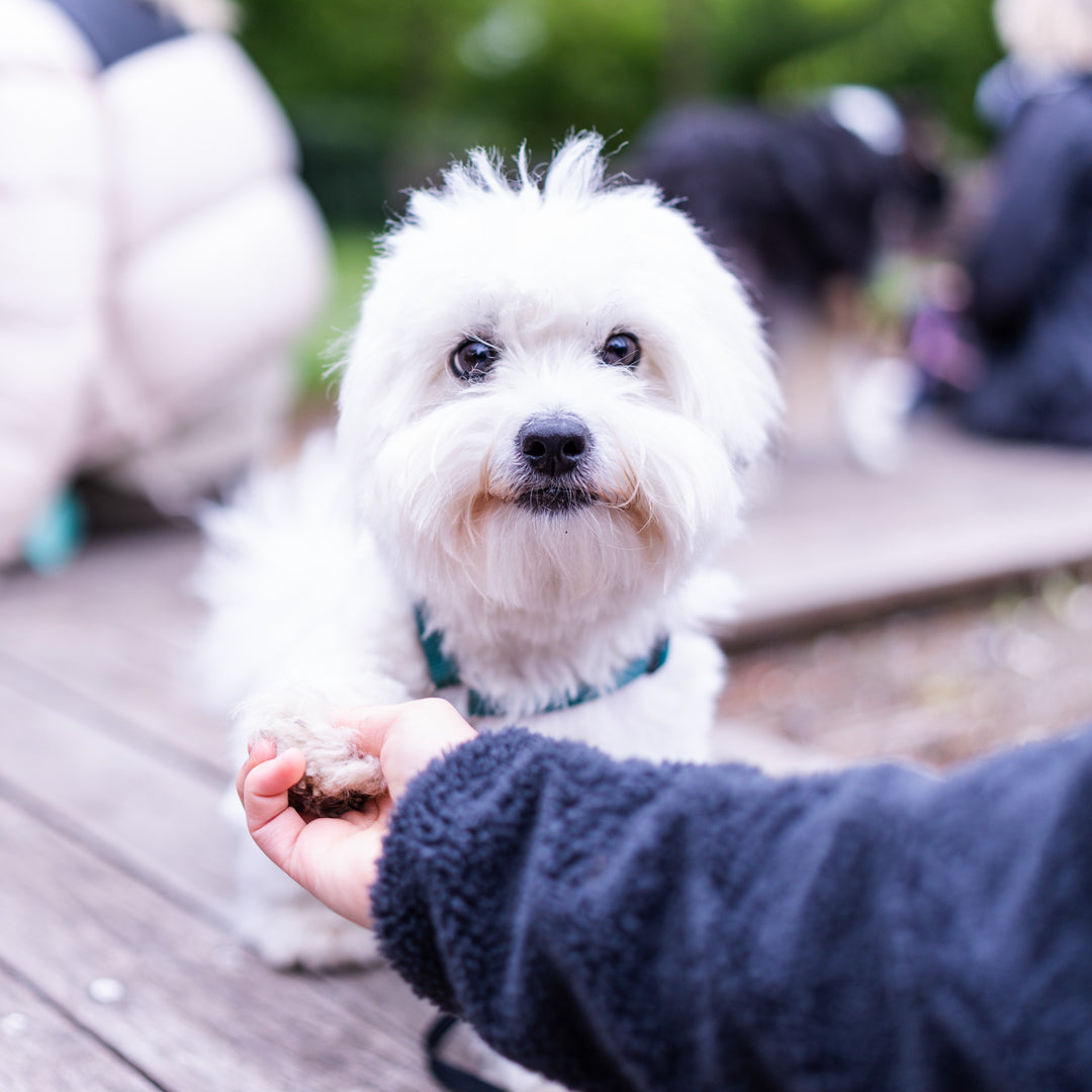 Chicken n' Rice: Mini