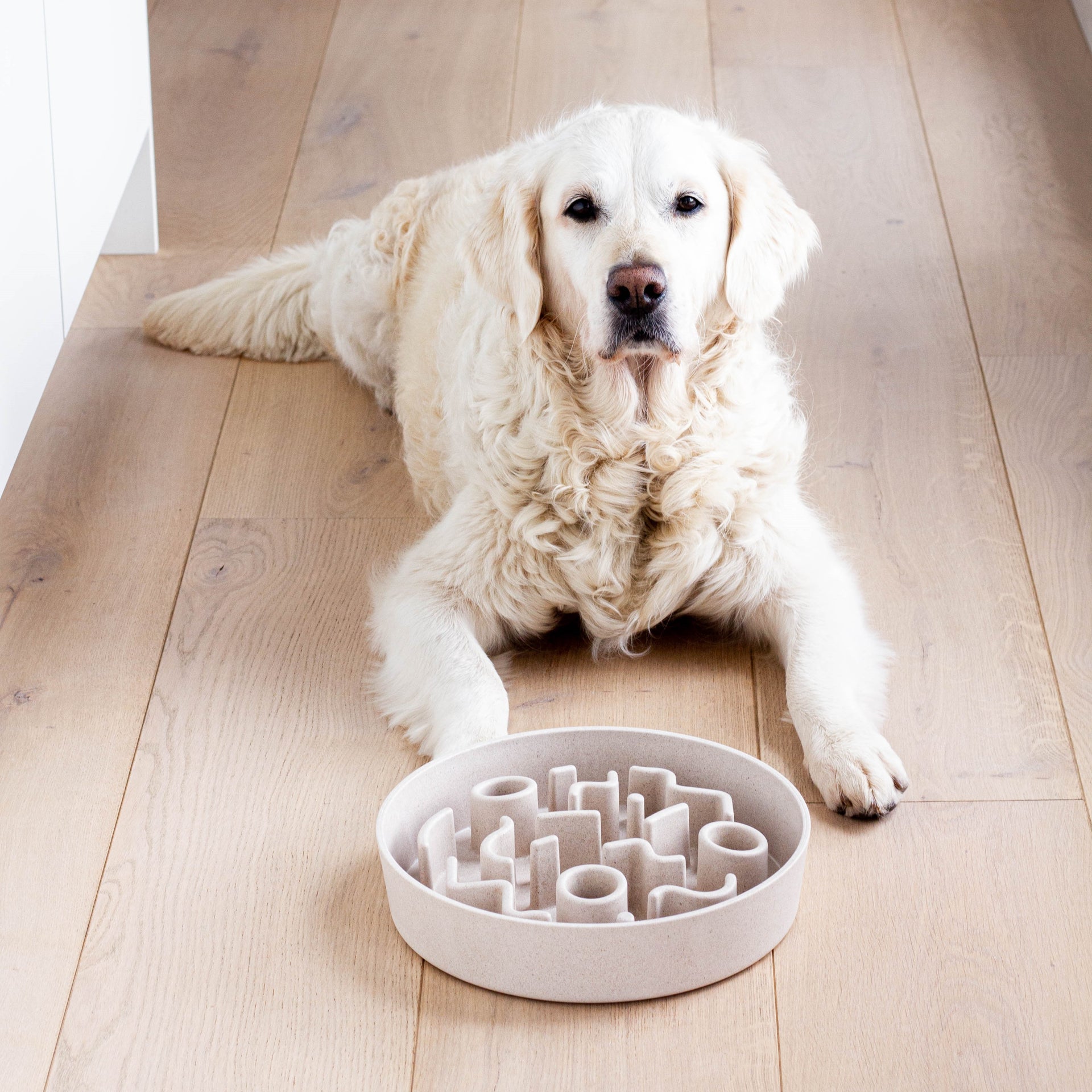 District 70 Slow Feeder