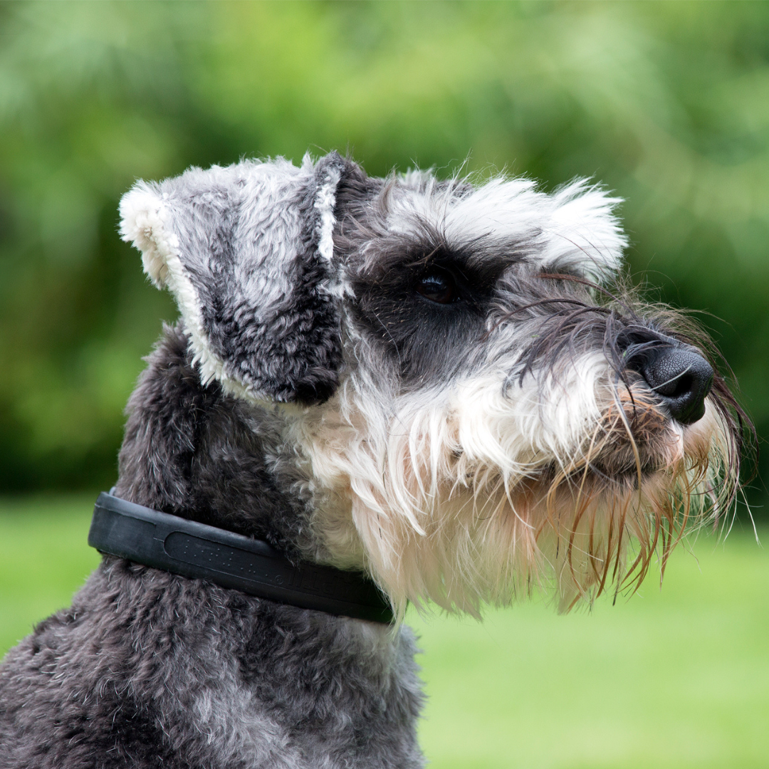 Adaptil Halsbånd Junior