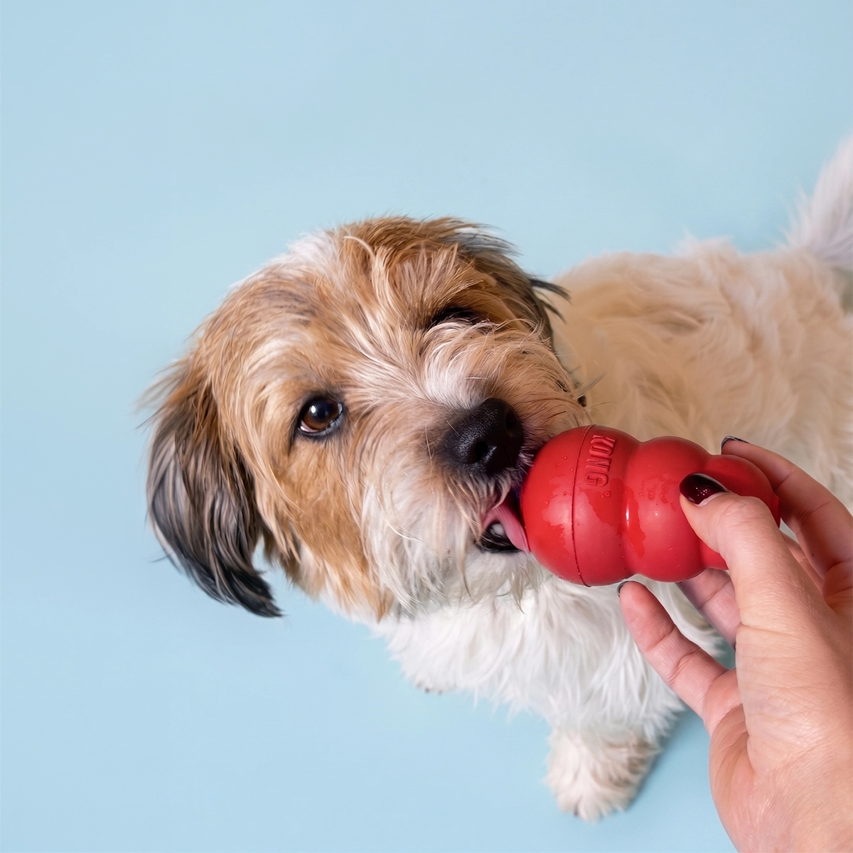 Vådfoder til voksne hunde, 300 g (12 stk)