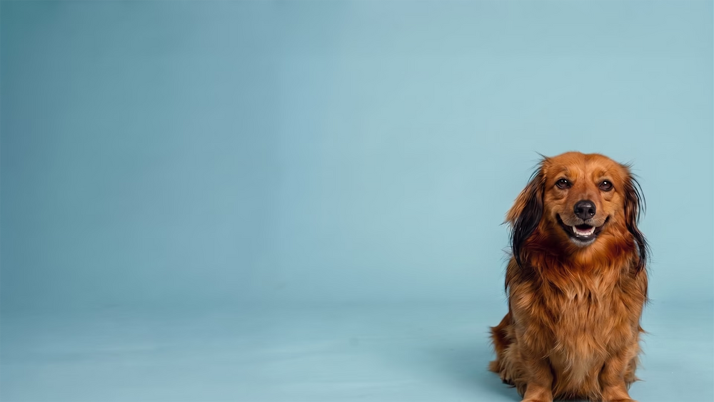 Marley, en langhåret gravhund, sidder og smiler